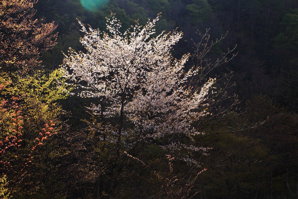 名残の桜
