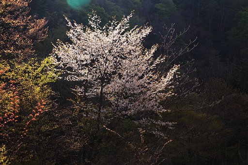 名残の桜