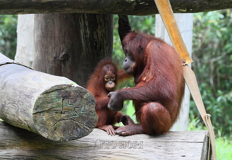 森の住人・オランウータン親子。
