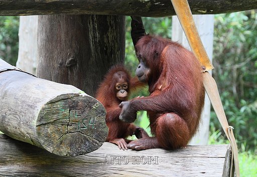 森の住人・オランウータン親子。