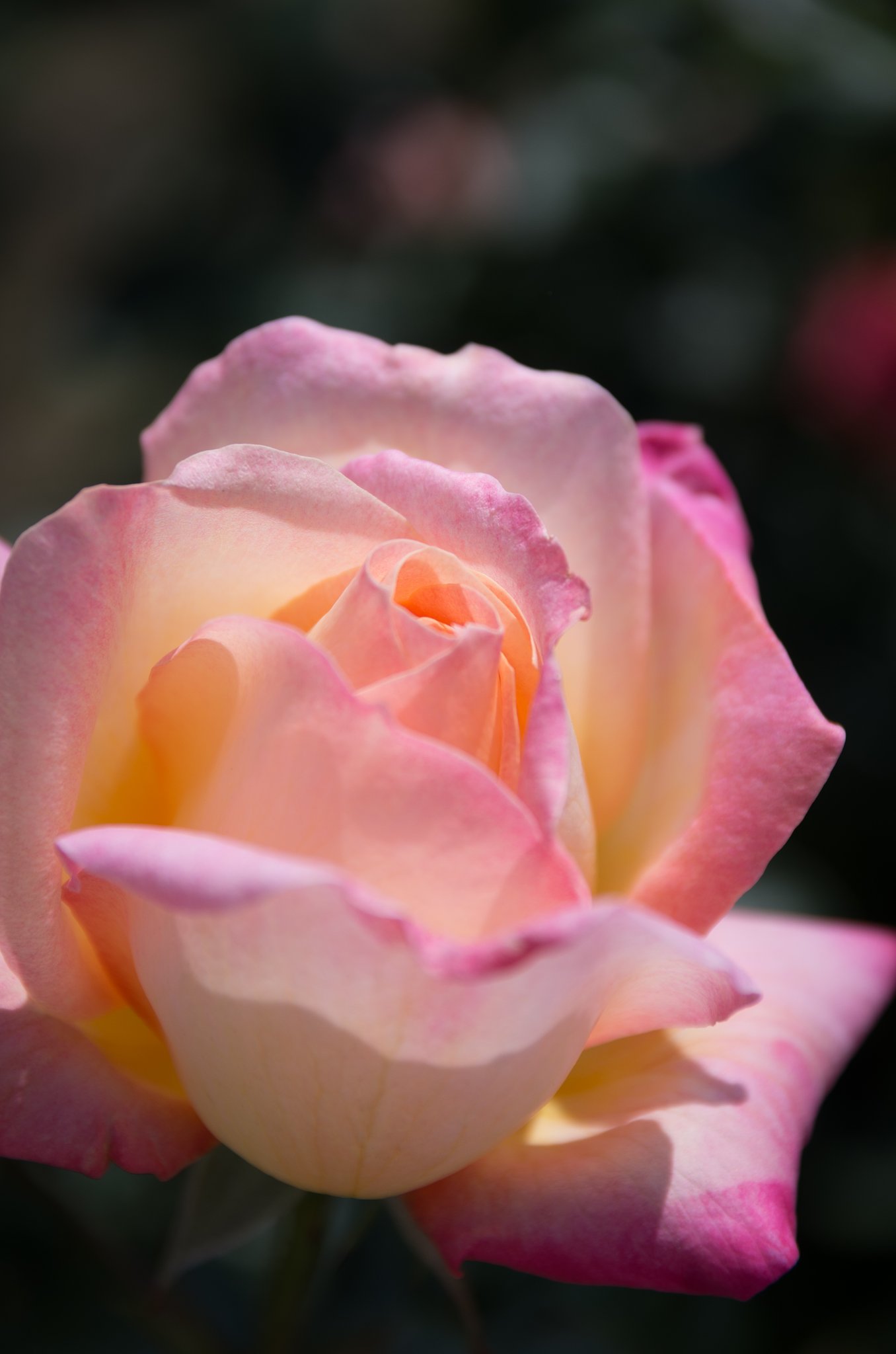 薔薇