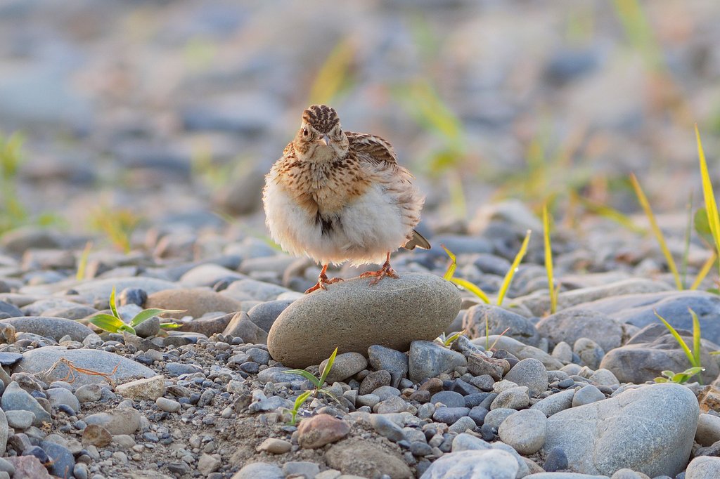 ふっくらヒバリ