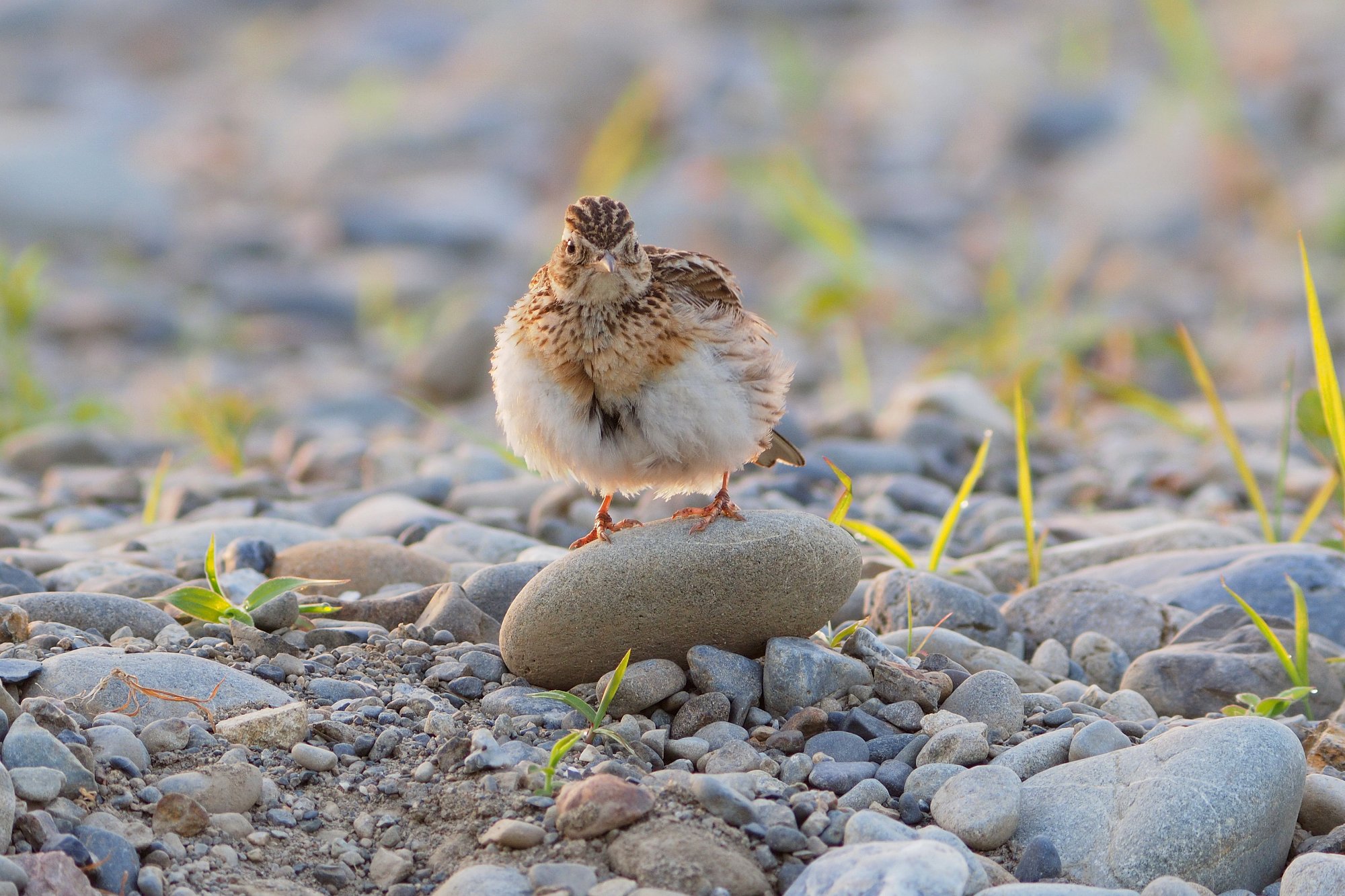 ふっくらヒバリ