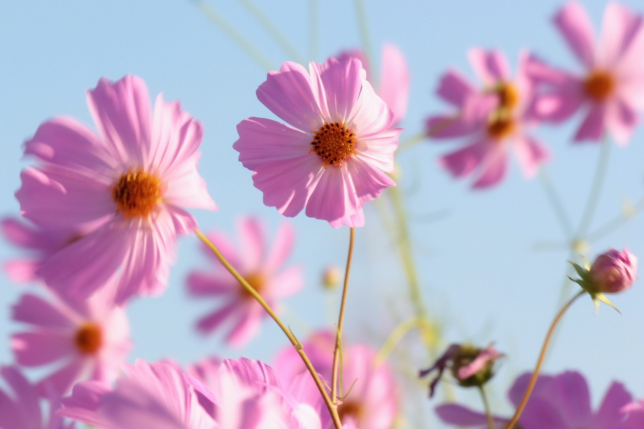 風と秋桜