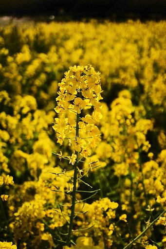 【　菜の花満開　】