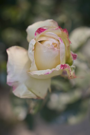 エルマー65mmF３．５