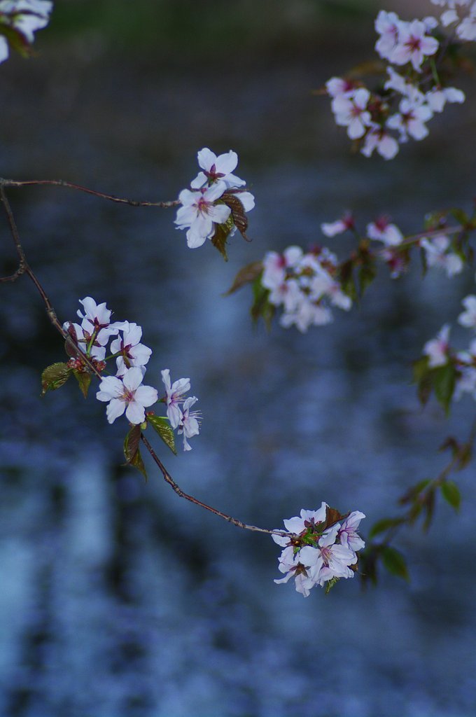 千島桜Ⅱ
