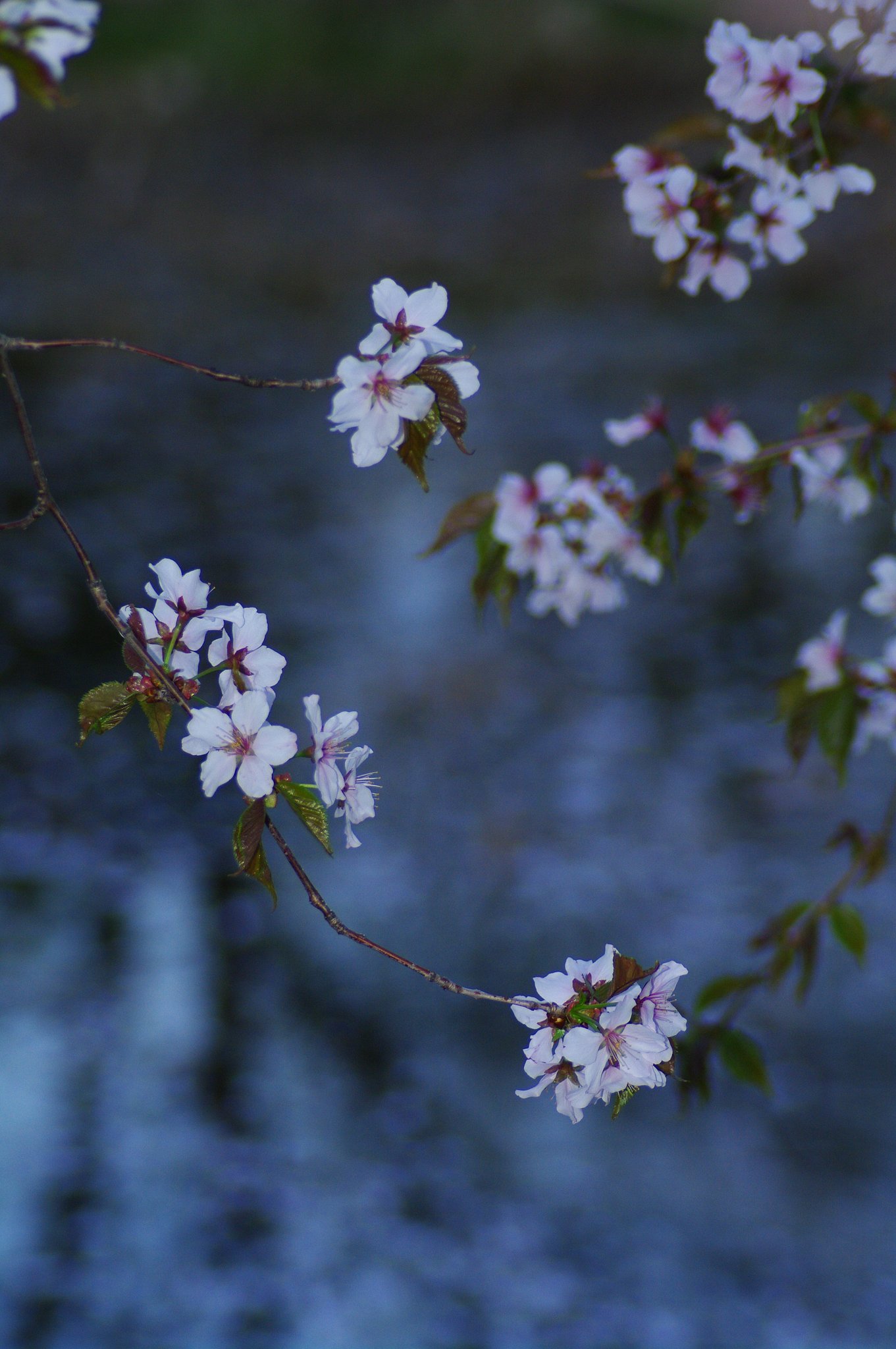 千島桜Ⅱ