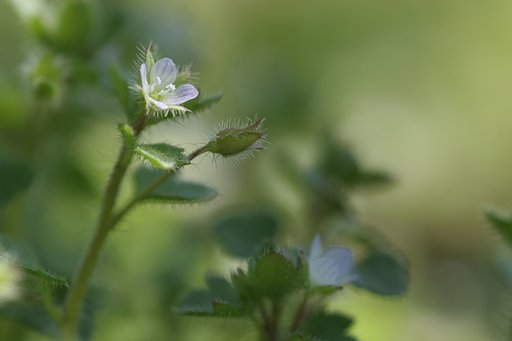 直径５ミリ