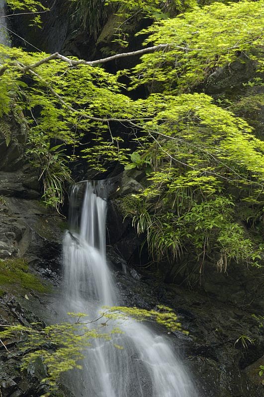 新緑の滝