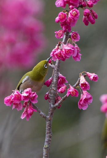 寒緋桜