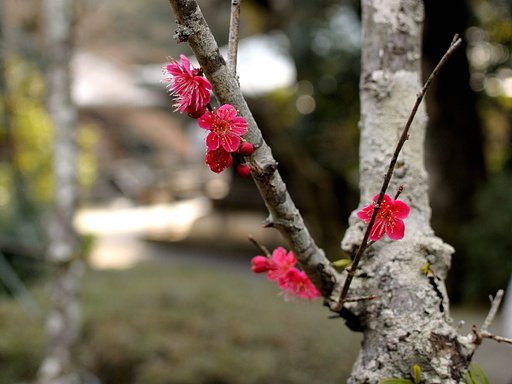 梅の花