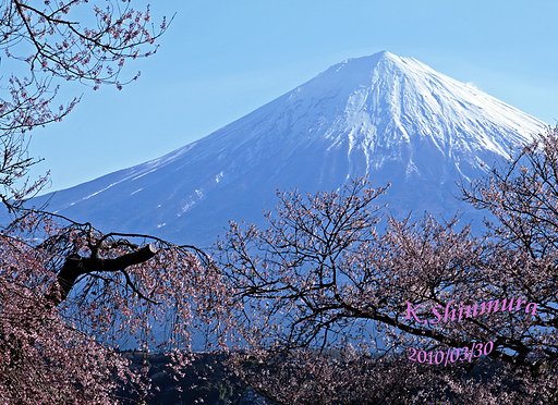 桜と富士2010/03/30