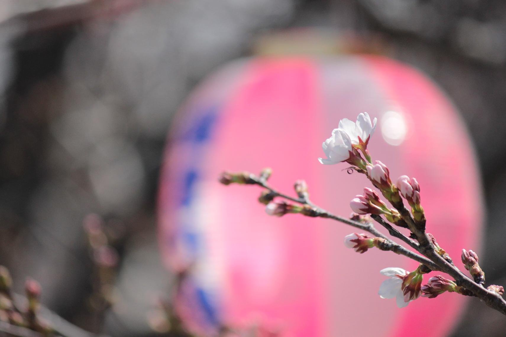 夜桜期待