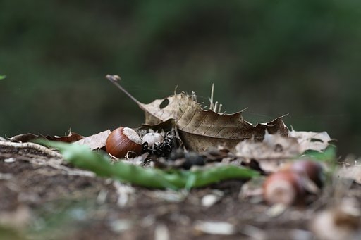 アリンコが見た風景