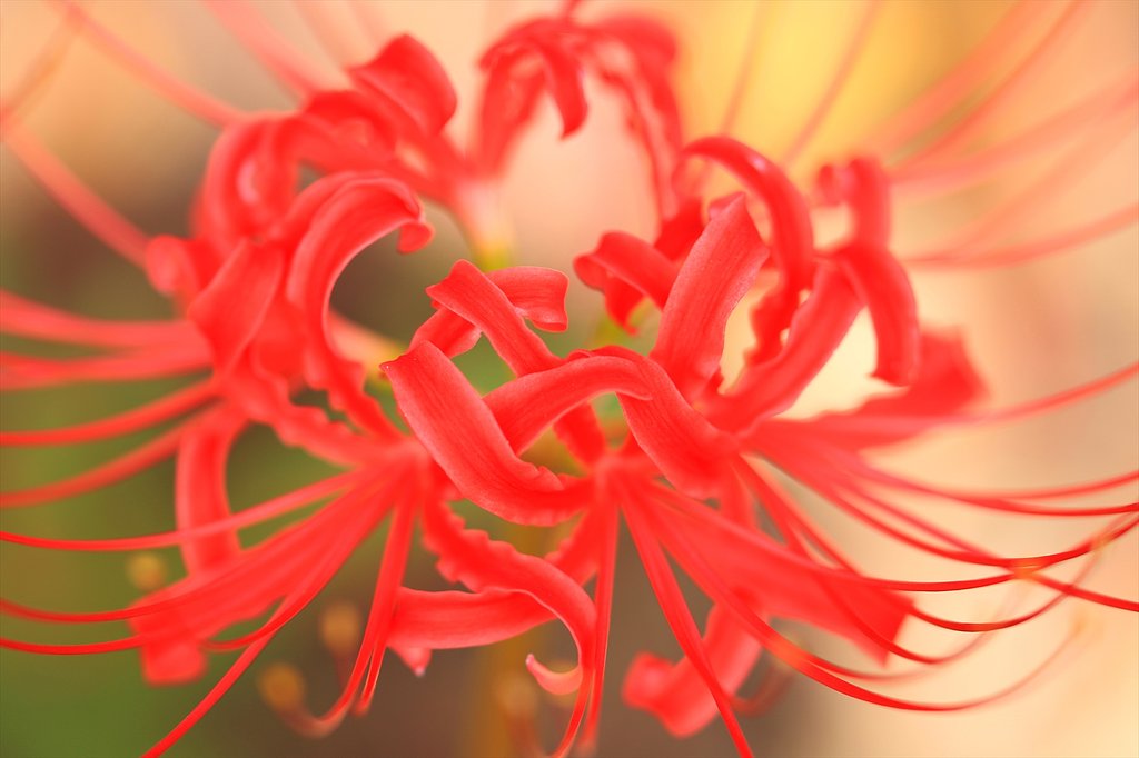 「彼岸花」