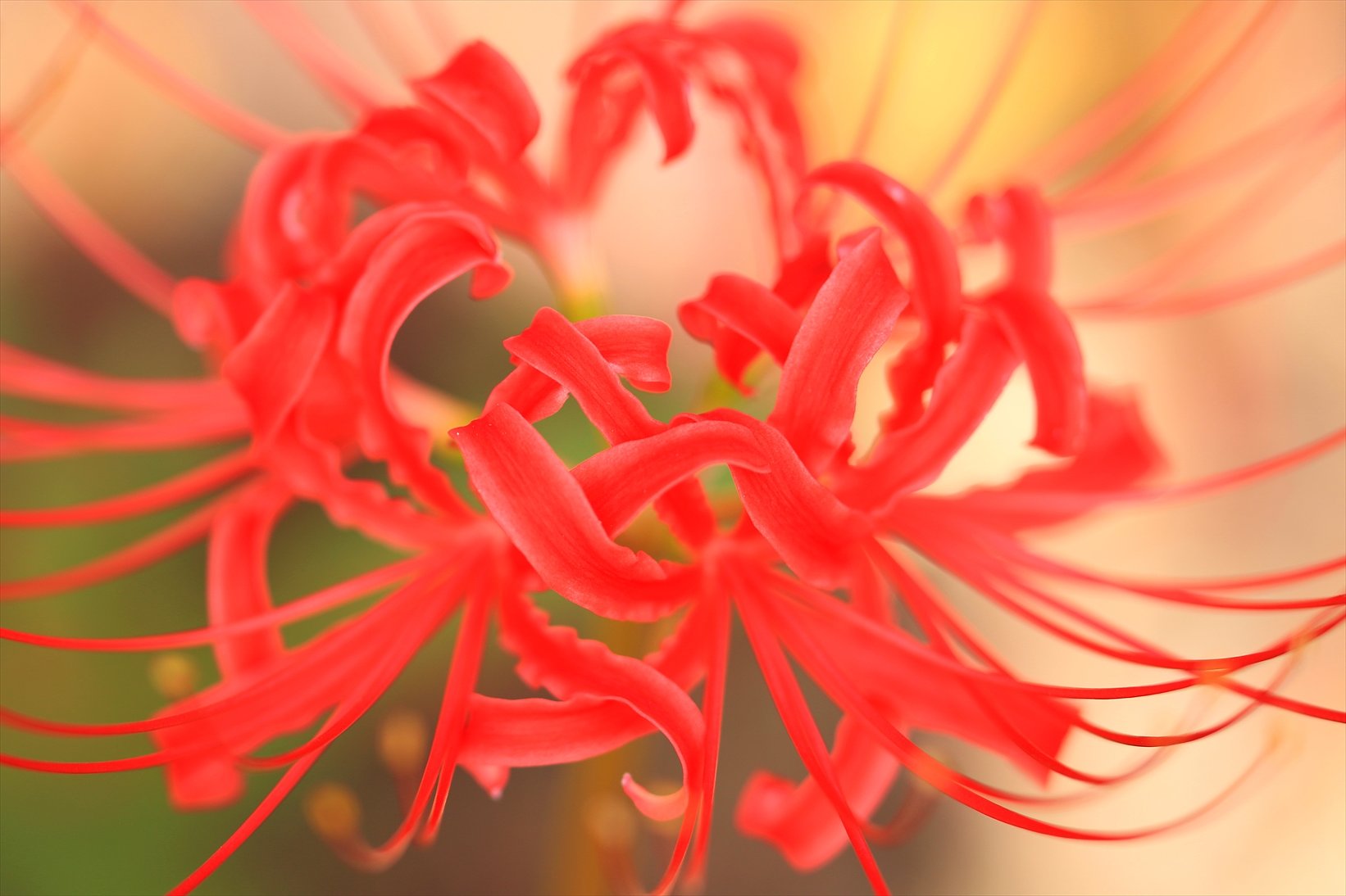 「彼岸花」