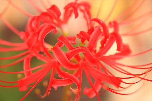 「彼岸花」
