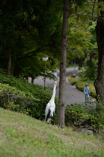 アオサギ（４）