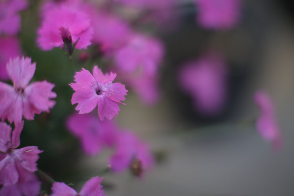 ナデシコ