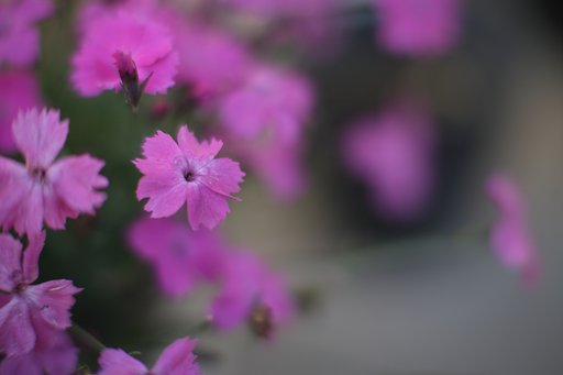 ナデシコ
