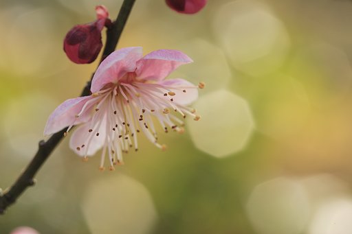 春がそこまで