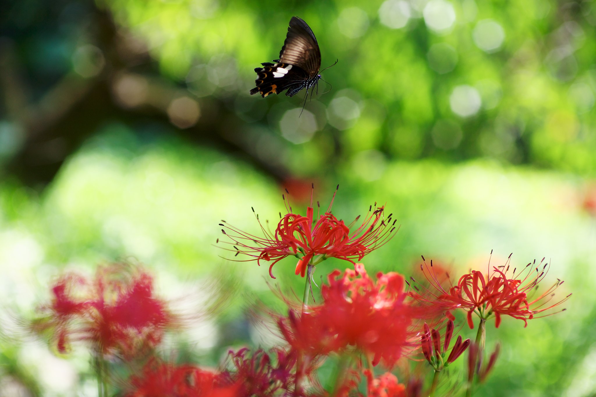 P85mm F1.2 AEG