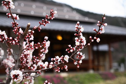 あんず祭りにて
