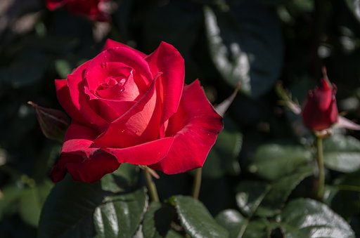 【SOL】バラ色