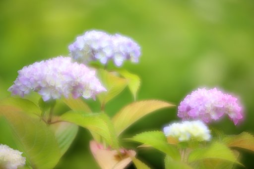 紫陽花をフライング