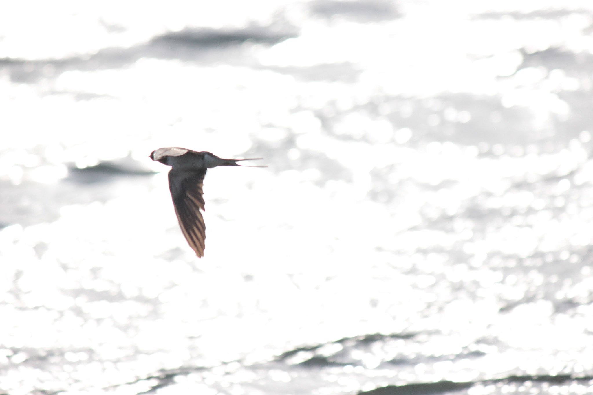 【SOL】鳥が飛ぶ燕が飛ぶ