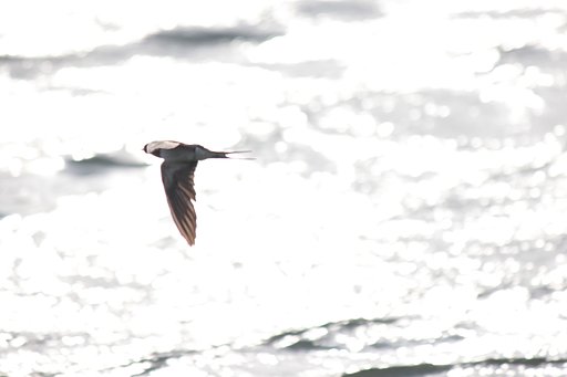 【SOL】鳥が飛ぶ燕が飛ぶ