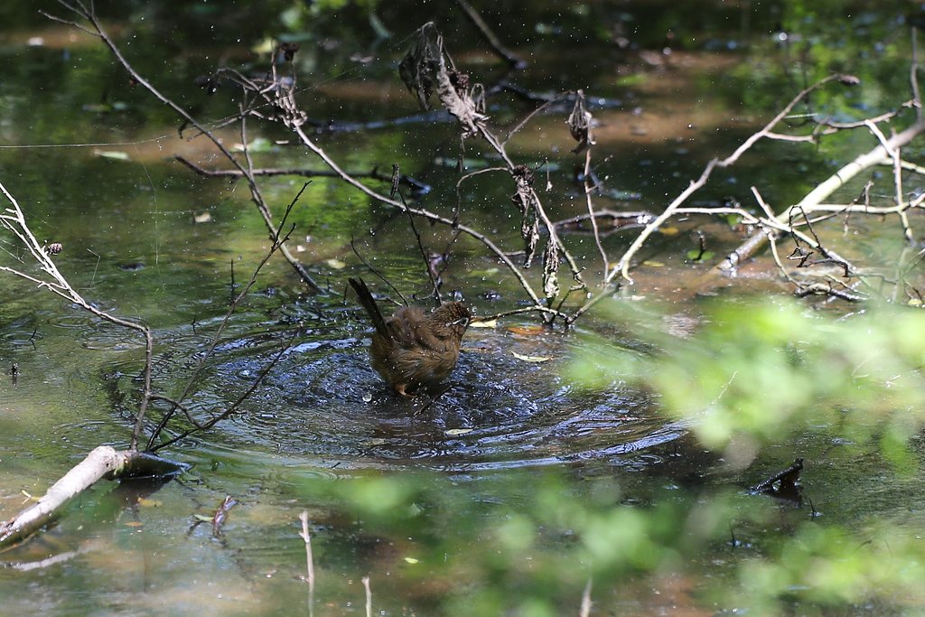 ガビチョウ水浴び