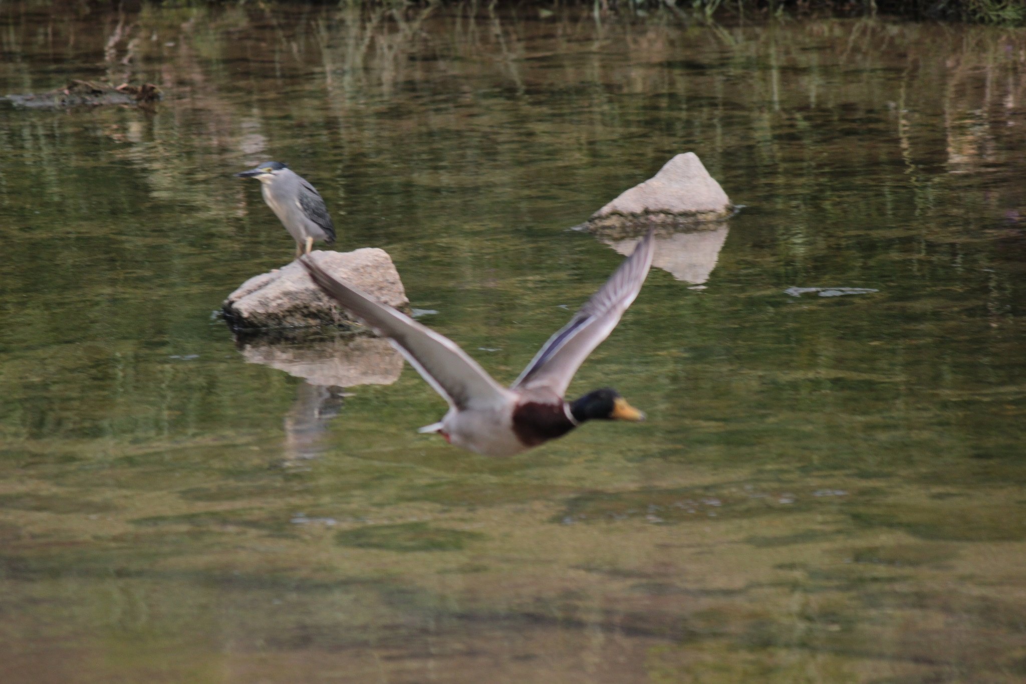 視覚的野鳥の景色