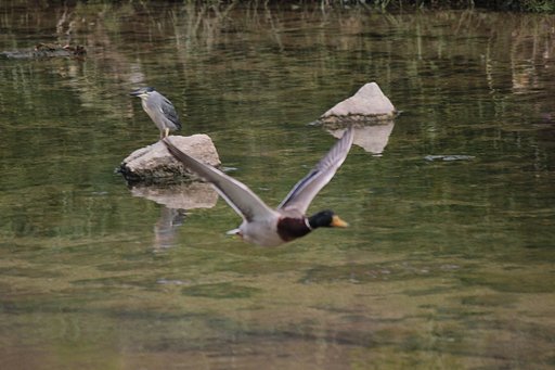 視覚的野鳥の景色