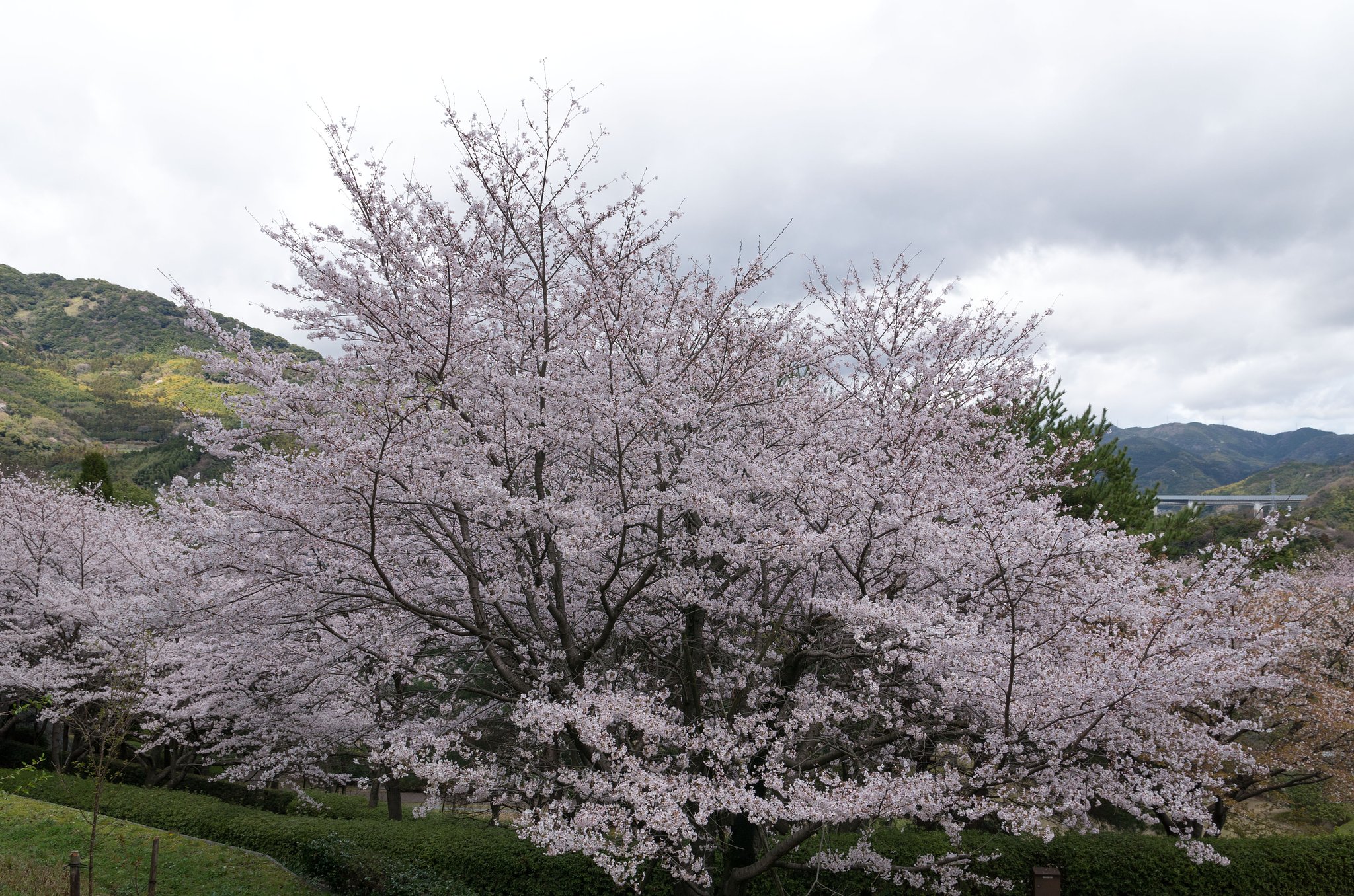 桜