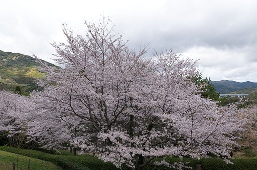 桜