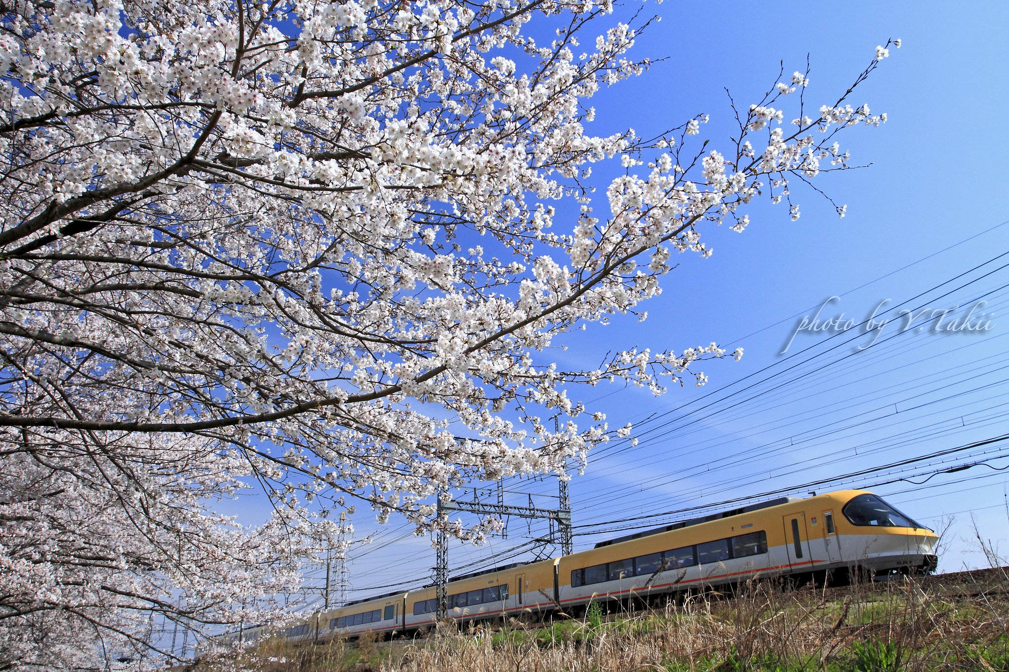 桜と伊勢志摩ライナー