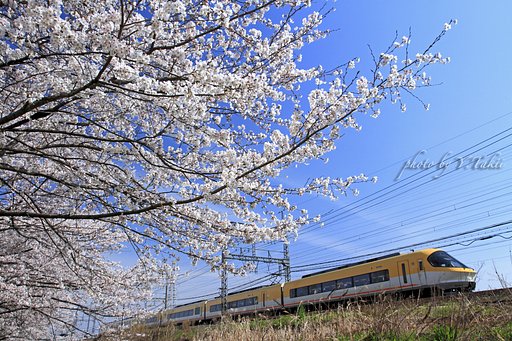 桜と伊勢志摩ライナー