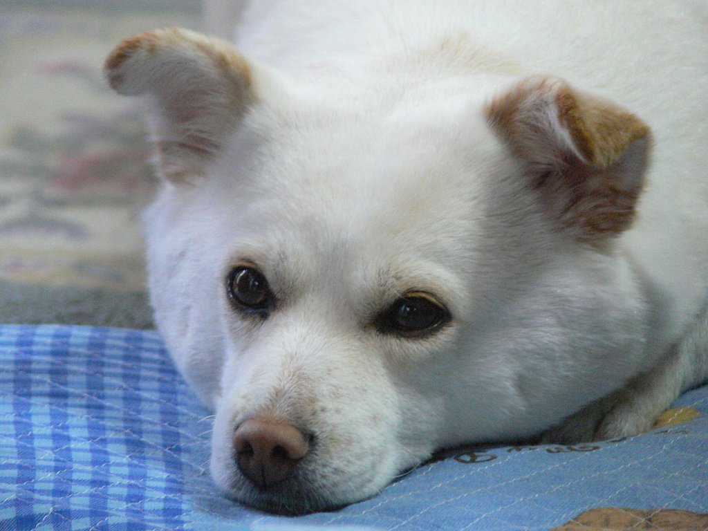 奥田さんちの犬