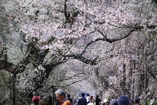 (心）　春を愛でる