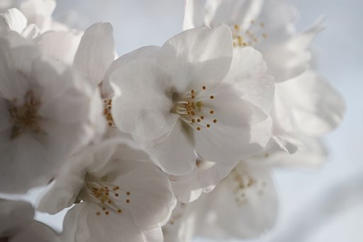 ZUIKO AUTO-1:1 MACRO 80mm 1:4