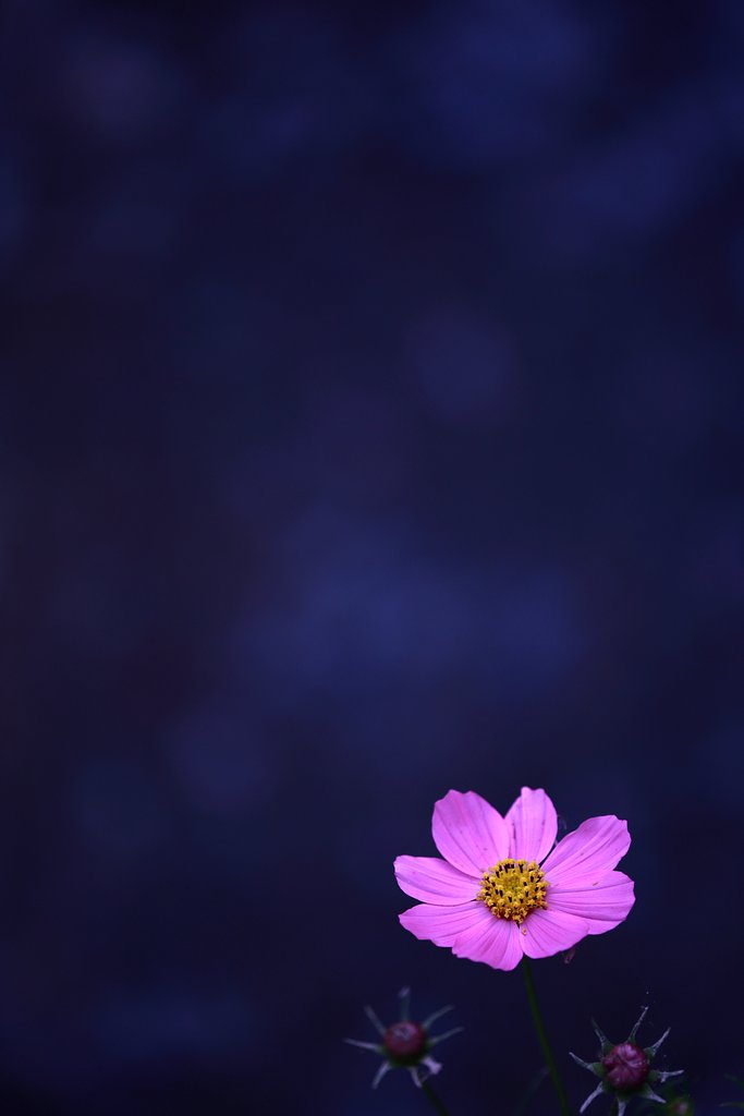 free