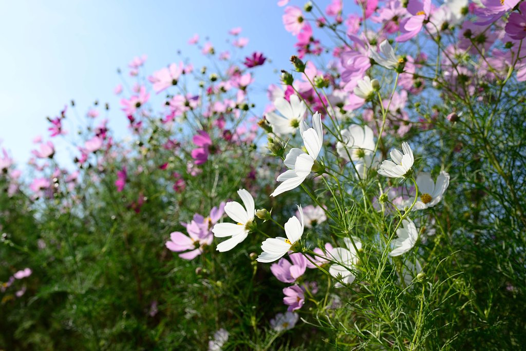 cosmos