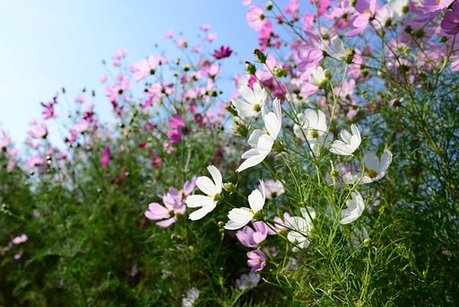cosmos