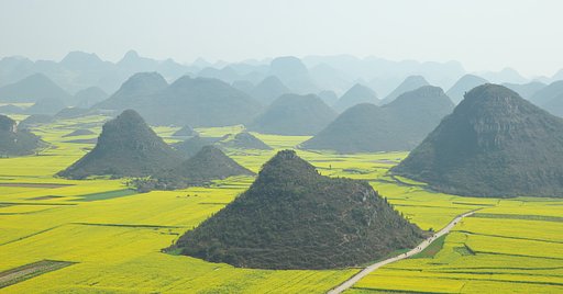 圧巻の菜の花畑