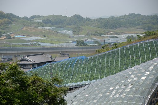 葡萄畑のある風景