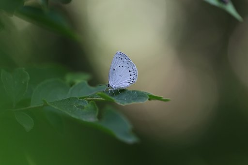 葉っぱの上の風景（その４）