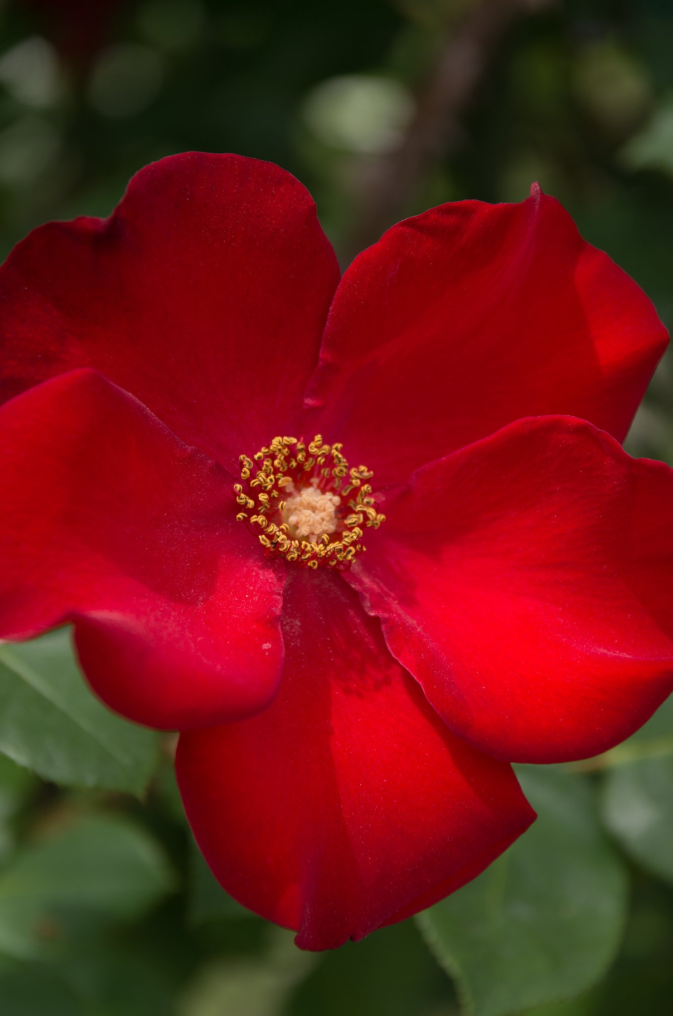 ペンダント