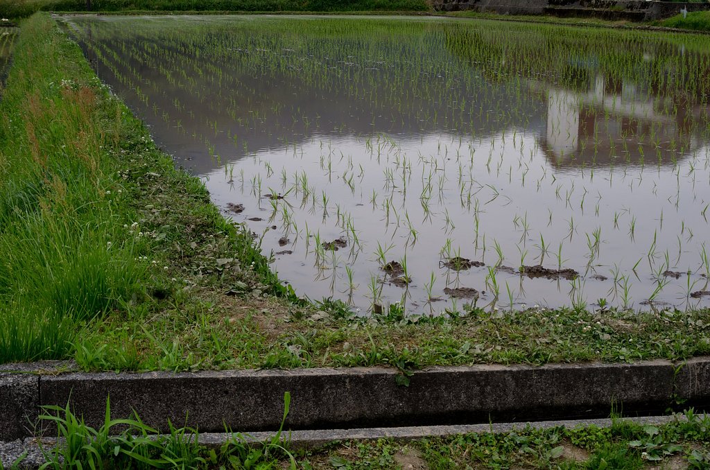 田植え。
